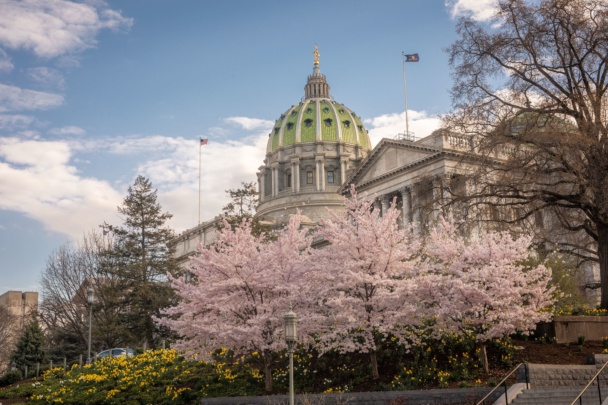 Photograph of the Capitol building with trees blooming