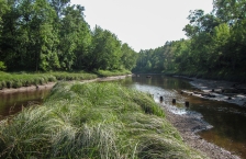 Shallow brown river flowing through tree lined banks. A small island with long grass splits the river in the foreground.