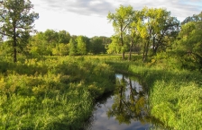 Small stream running through wetlands with long green grass and trees. The trees are reflected in the stream.