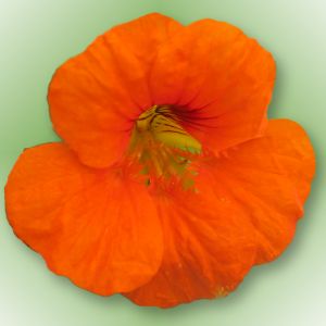 Nasturtium