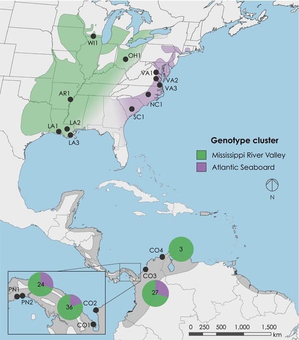 Population assignment reveals low migratory connectivity in a weakly structured songbird.