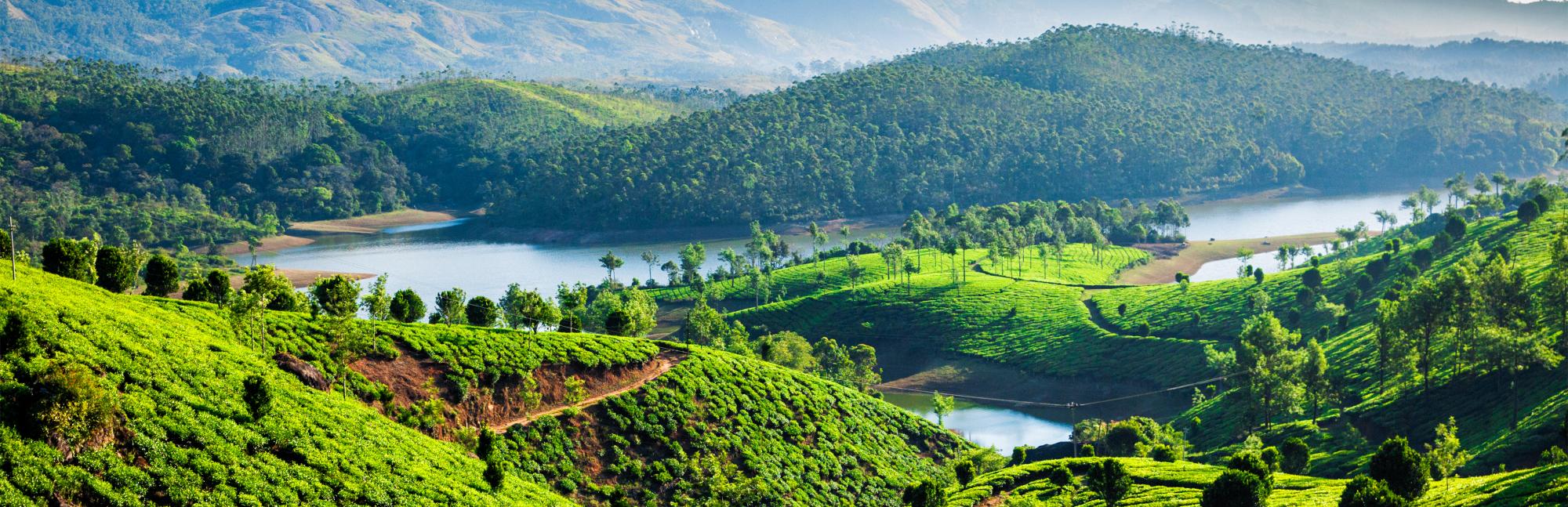 Tea plantations and Muthirappuzhayar River in hills near Munnar, Kerala, India