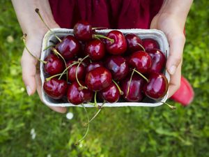 Fresh cherries