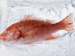 Frozen Fish in Ice