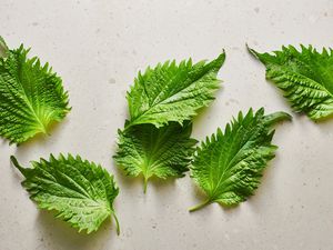 Shiso leaves