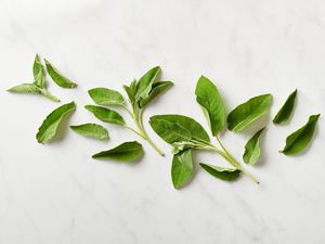 Fresh sage on a white surface. 