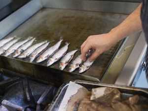 Chef placing small fish on flat top stove