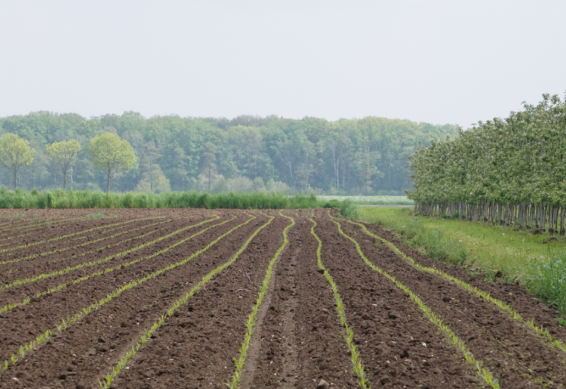 Auf dem Foto ist im Vordergrund ein Feld, rechts und im Hintergrund sind Bäume zu sehen.