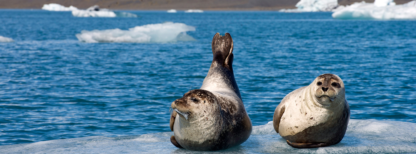 Sea lions rest on a small patch of ice.