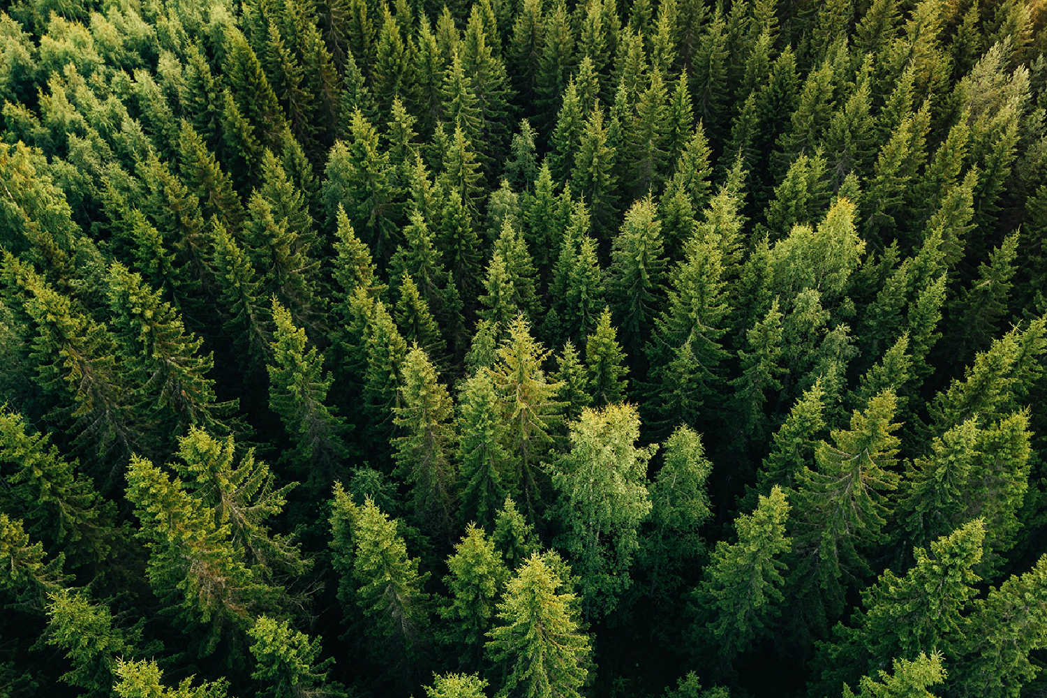 Aerial view of a forest 