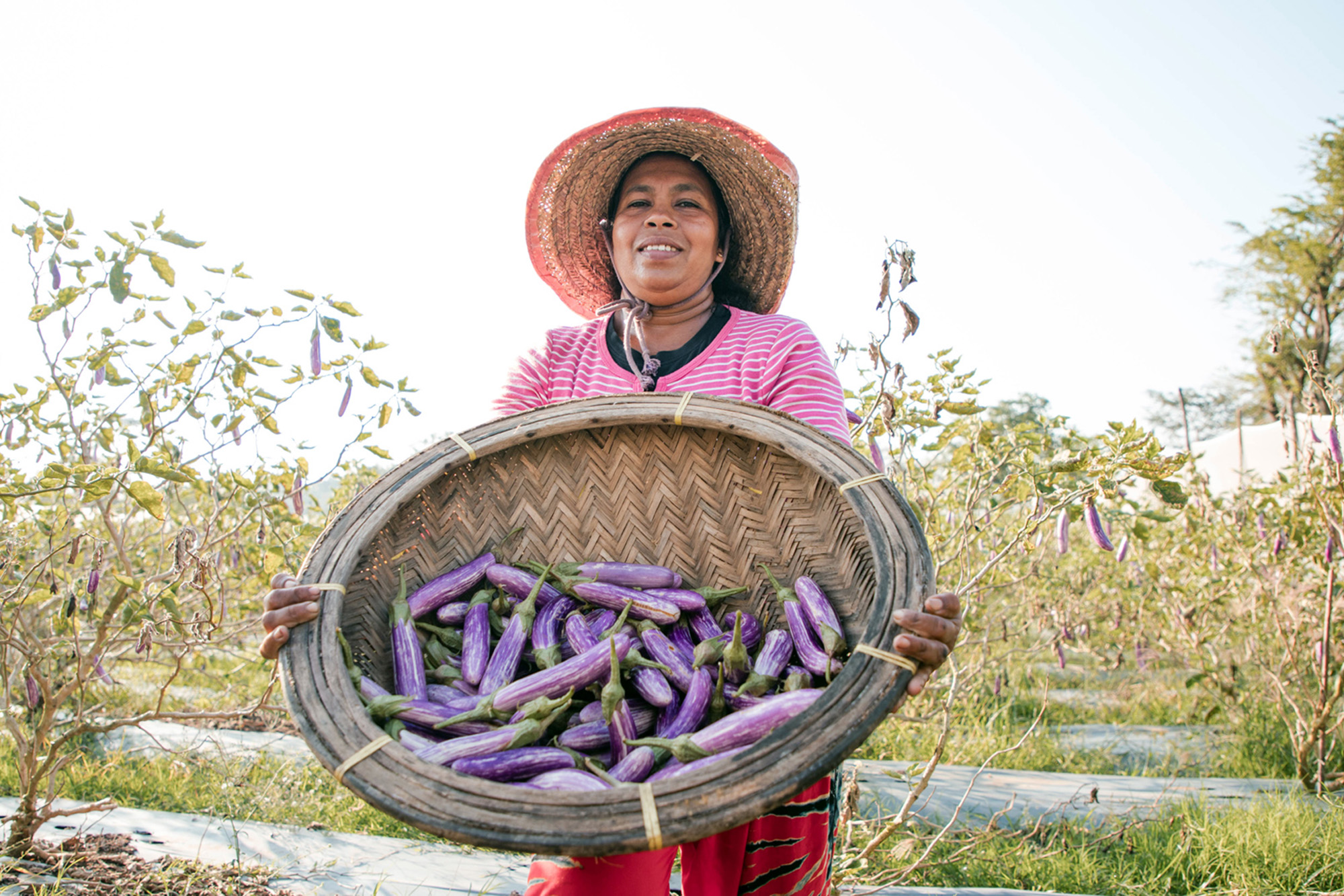 A woman with a large basket of eggplants in her hands.