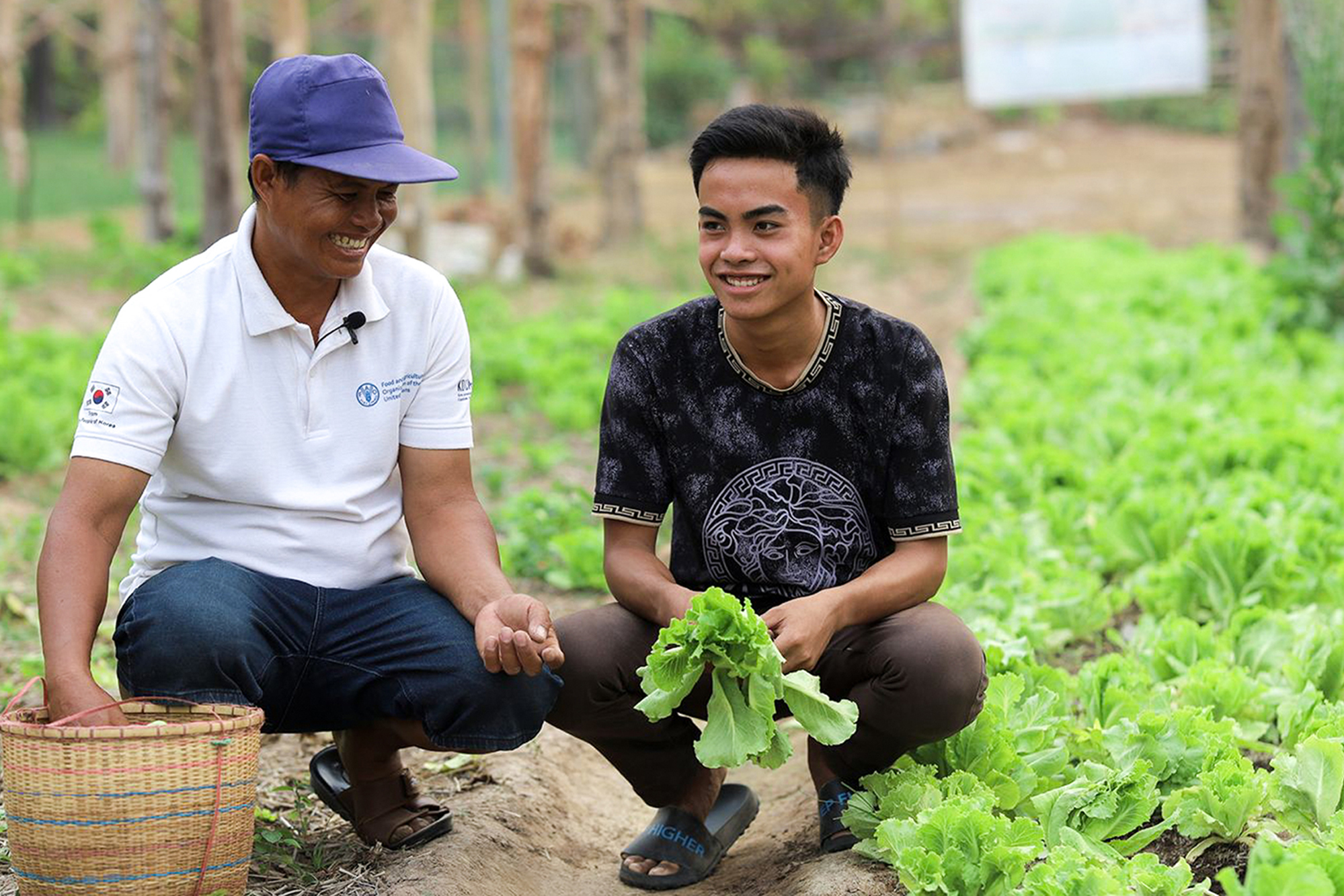 Two men are picking lettuce in a field in Laos. 