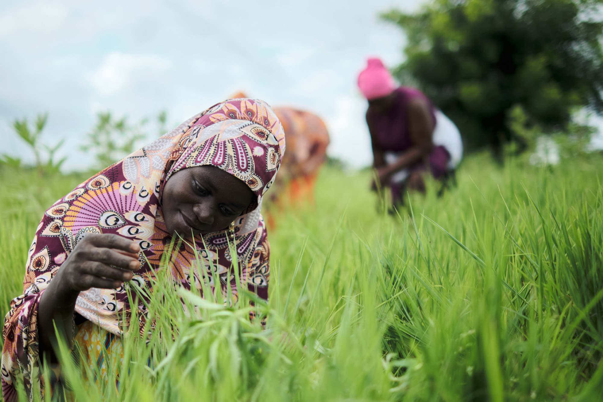 A woman from Ghana cultivating Fonio, an ancient indigenous West African cereal.