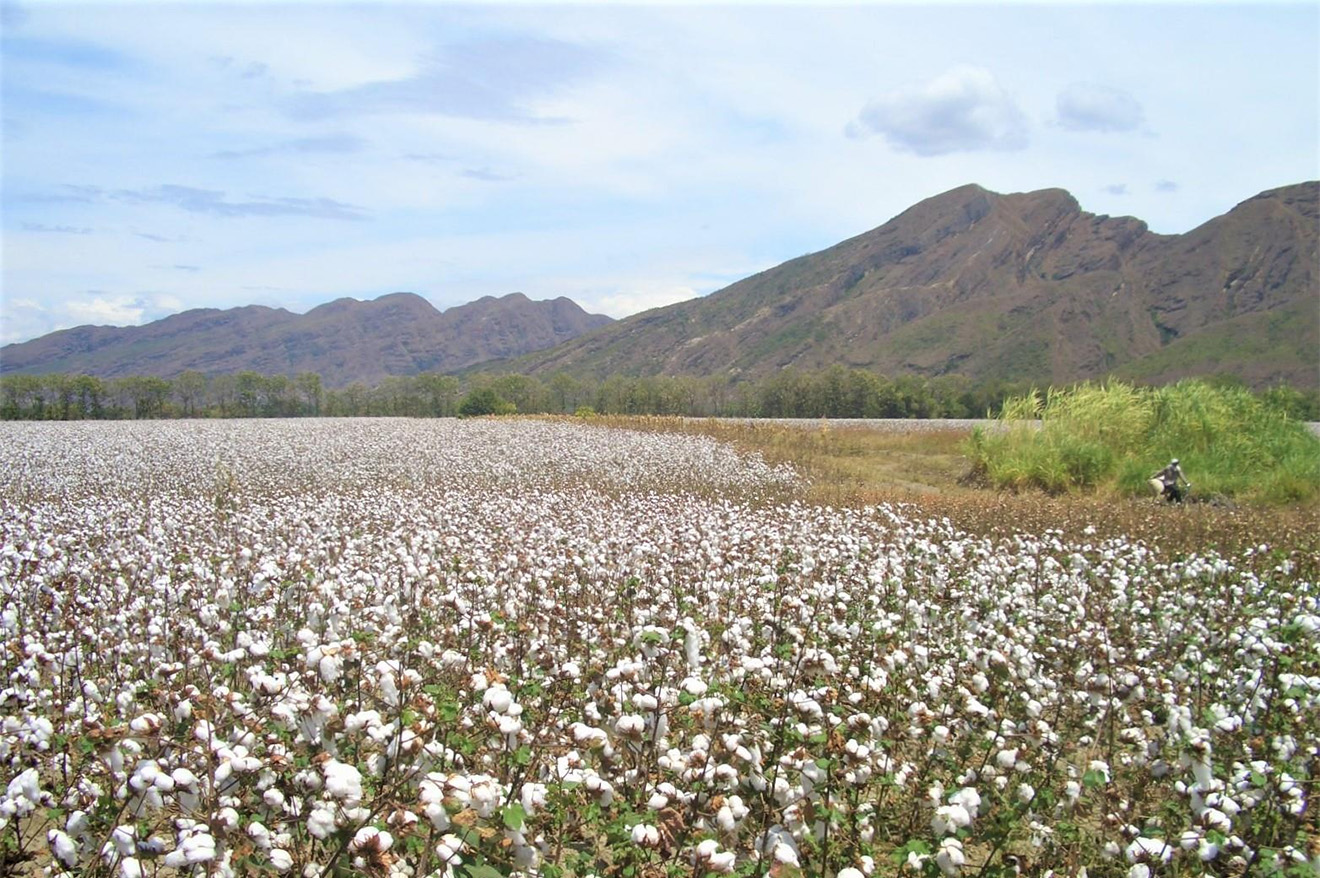 cotton field