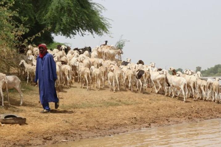 A farmer with his goats drinking from a lake