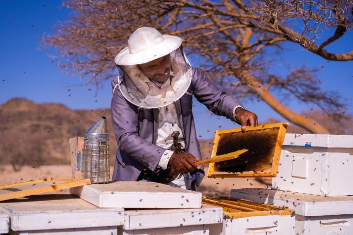 A beekeeper collecting honey