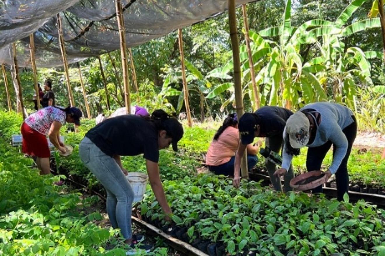 rural communities are restoring degraded ecosystems through reforestation and other techniques