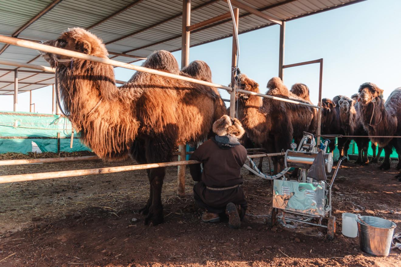 herder using mechanical milking for camels