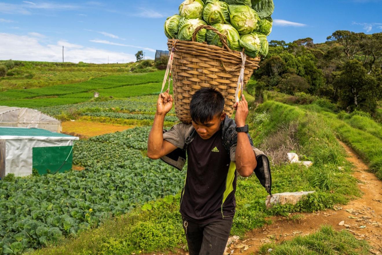 Un hombre llevando una cesta grande de vegetales en su espalda. 