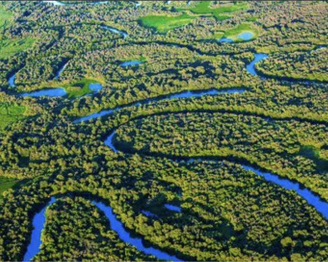 Image of a lush winding wetlands