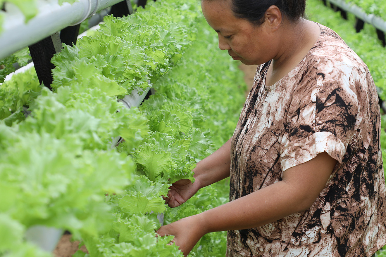 Woman working in a hydroponics farming