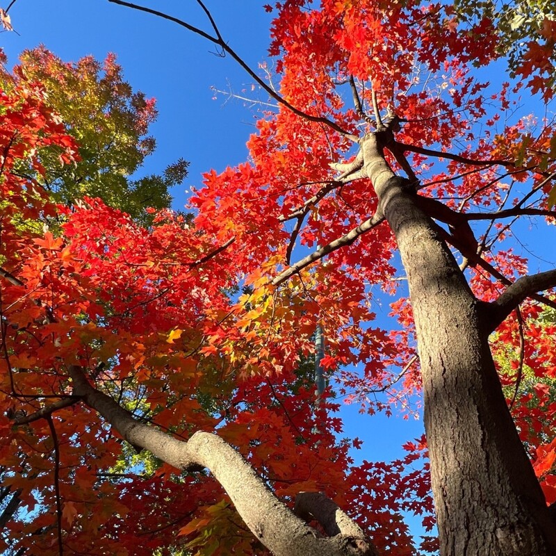 Upward view of a large tree on Penn's campus as the leaves turn bright red before falling