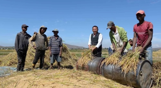 “让中国脱贫经验在非洲‘开花结果’”——中国专家助推非洲农业现代化