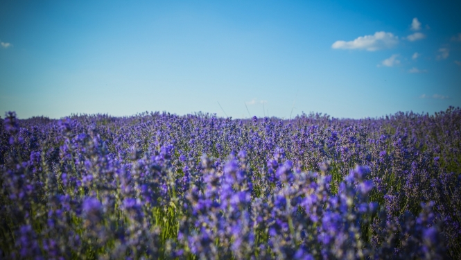 Lavanda Moldovā