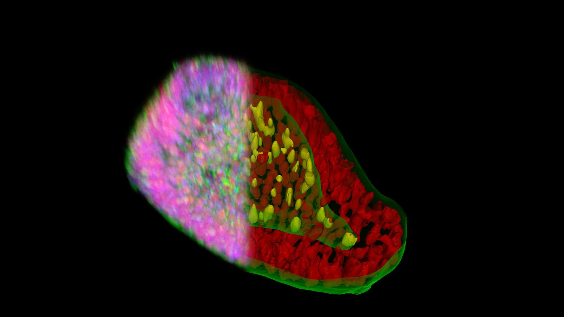 A 3D rendered image of a biological structure with two regions: on the right side, a sharp, crystal-clear image with a red outer layer, yellow inner components, bounded by green structures. On the left side, a blurry multicolored region. All is set against a black background.