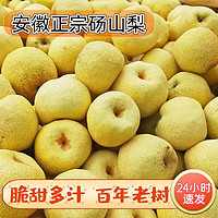 鲜其 正宗 砀山梨5斤装 特大果350G+