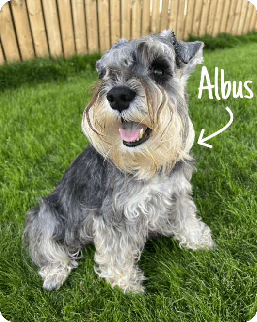 Miniature Schnauzer dog sitting on grass with a wooden fence in the background