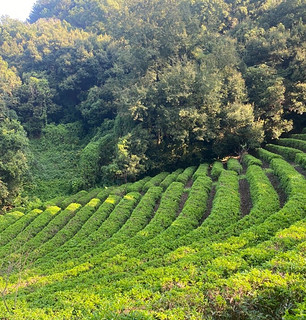 国家5A级景区_广东梅县雁南飞茶田景区！