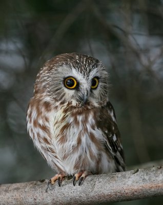 Owls and Hawks