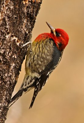 Woodpeckers