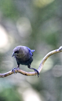 Brown-Headed Cowbird 