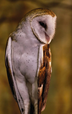 Barn Owl 