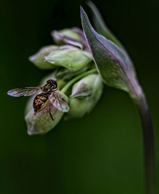 Iridescent Wings 