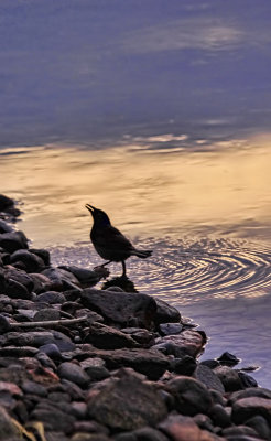 Grackle in the Gull 