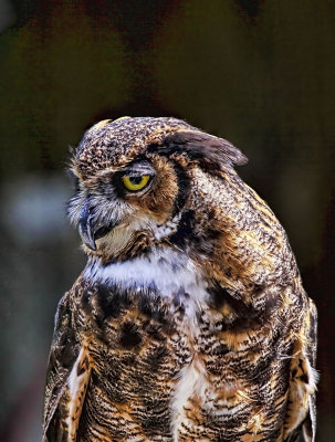 Great Horned Owl II