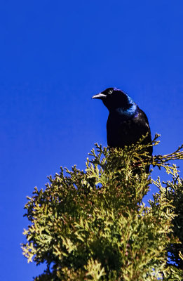 Grackle 