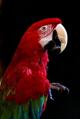 The Parrot