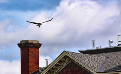 Osprey and Chimney 