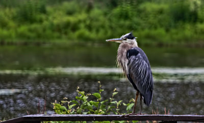 Herron on a Fence 