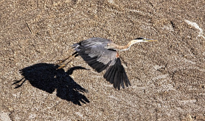 Heron and Shadow 