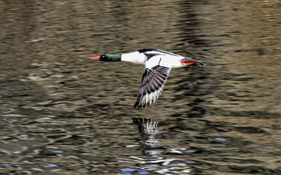 Common Merganser 