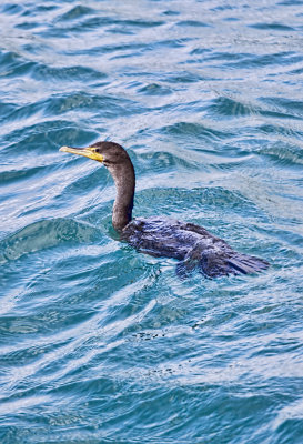 Double-crested Cormorant