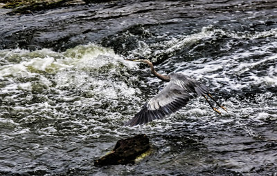 Heron Taking Off