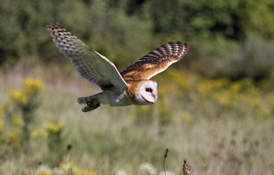 Barn Owl