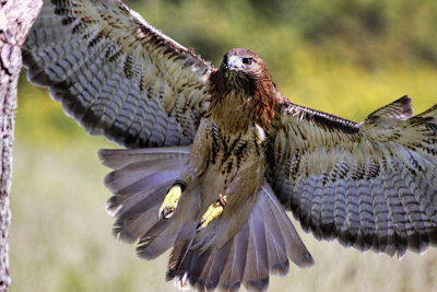 Red-tailed Hawk