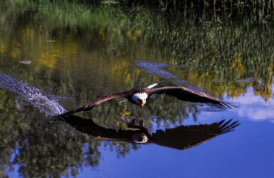 Bald Eagle